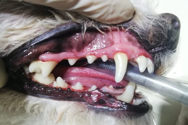 Imagen Odontologia Veterinaria