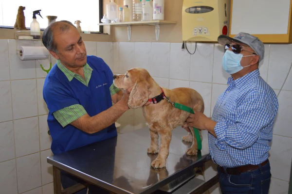 Imagen de Consulta Veterinaria